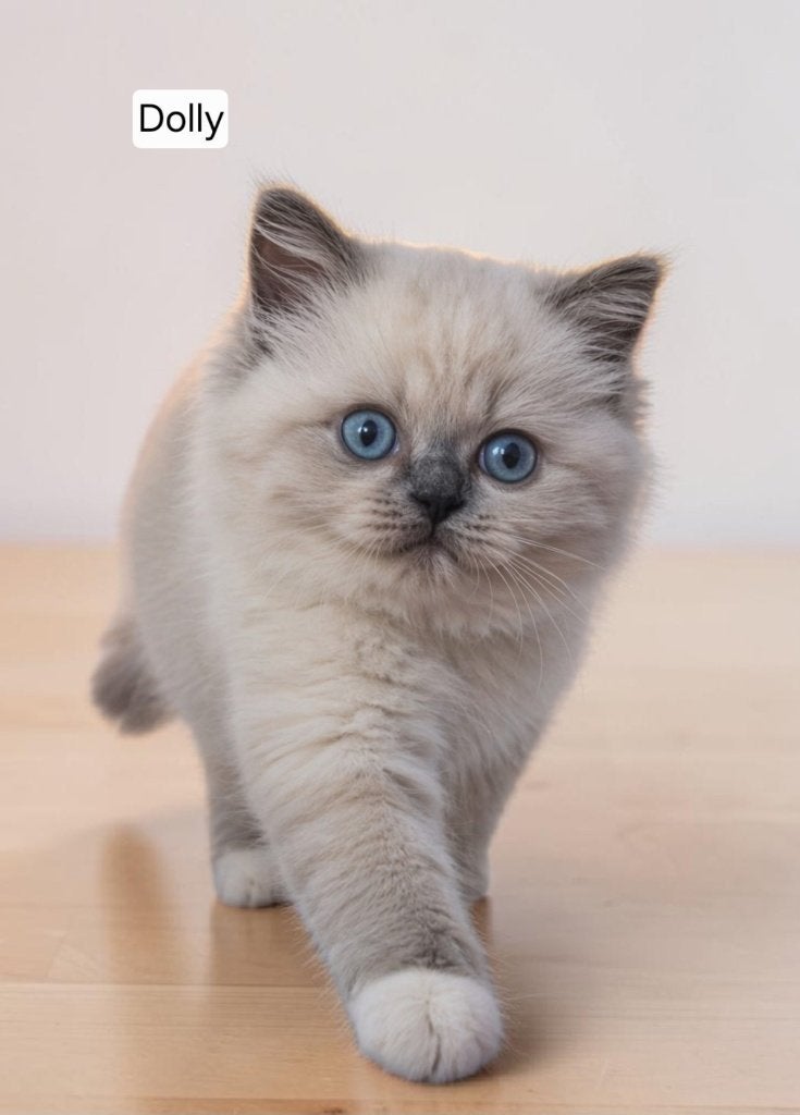 SUPER mooie en vooral lieve Britse korthaar kittens, Meerdere dieren, Ontwormd, 0 tot 2 jaar