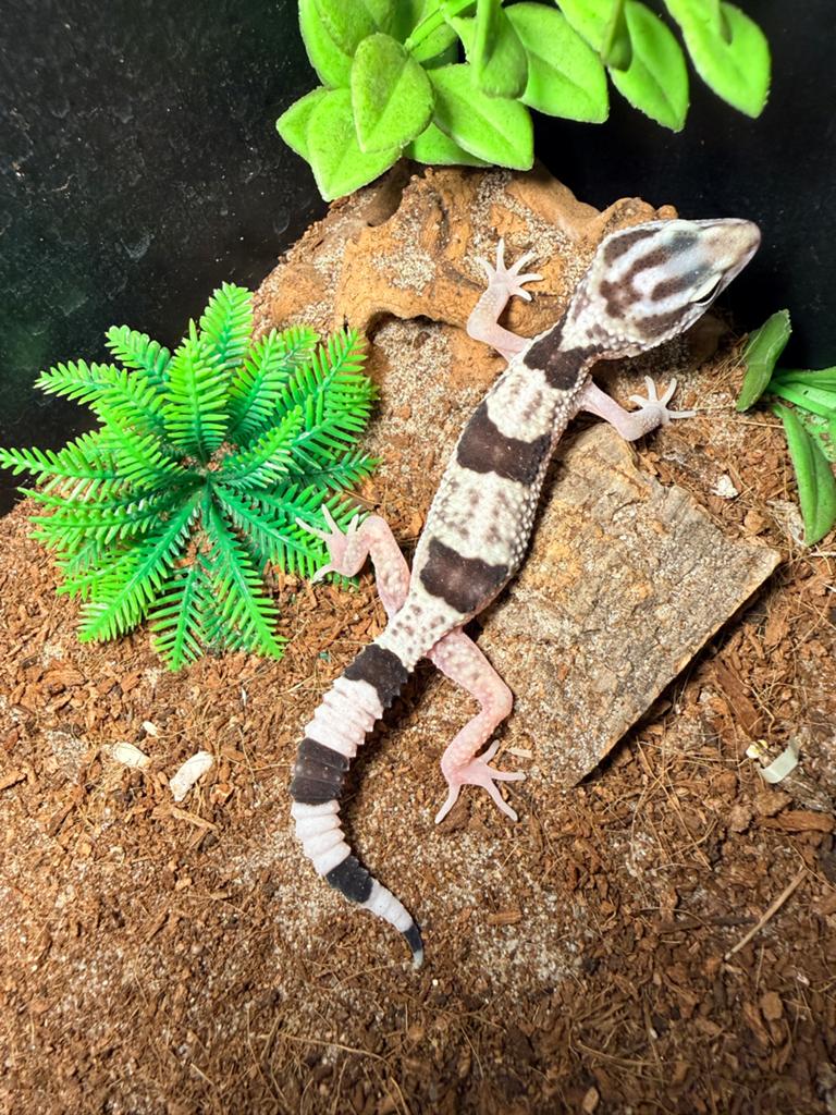 Iranian giant luipaard gekko “chogha” Leopard Gecko - unknown for sale from Reptika