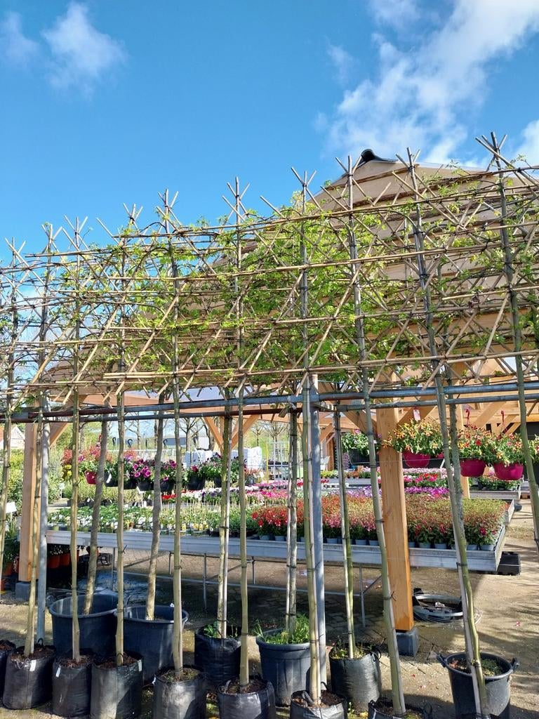 Amberboom leivorm, liquidambar, Ophalen, Halfschaduw
