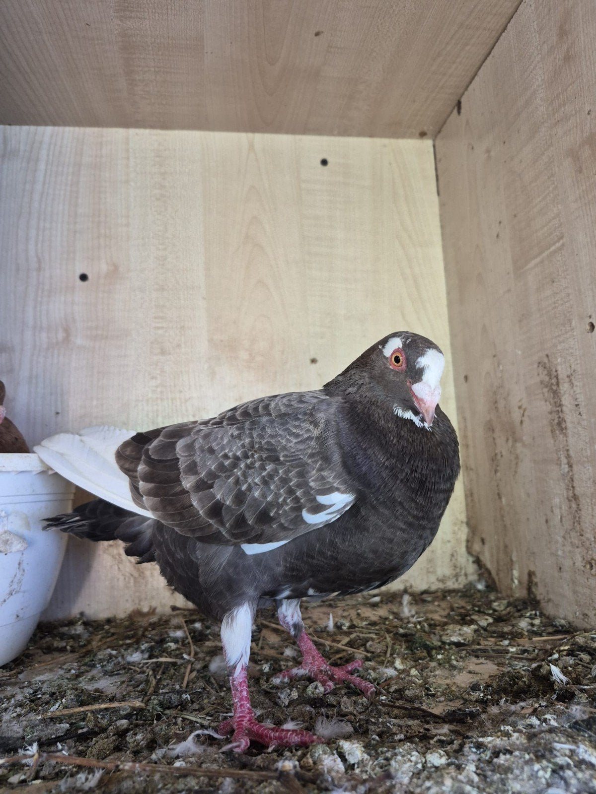 vogels, Dieren en Toebehoren, Vogels | Duiven, Meerdere dieren, Overige soorten