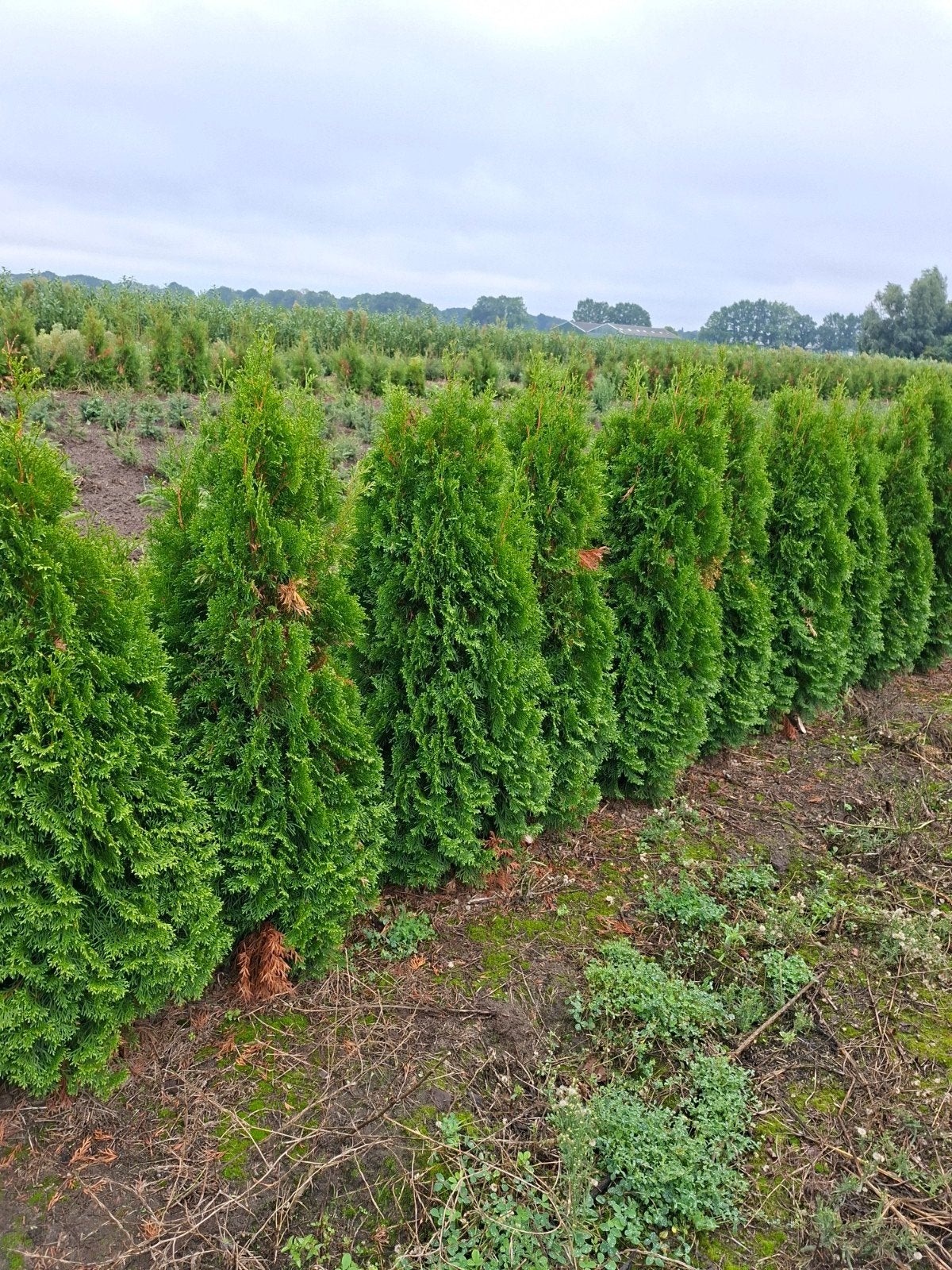 conifeer, thuja occidentalis smaragd. tot 150 cm, Ophalen of Verzenden, Conifeer, 100 tot 250 cm