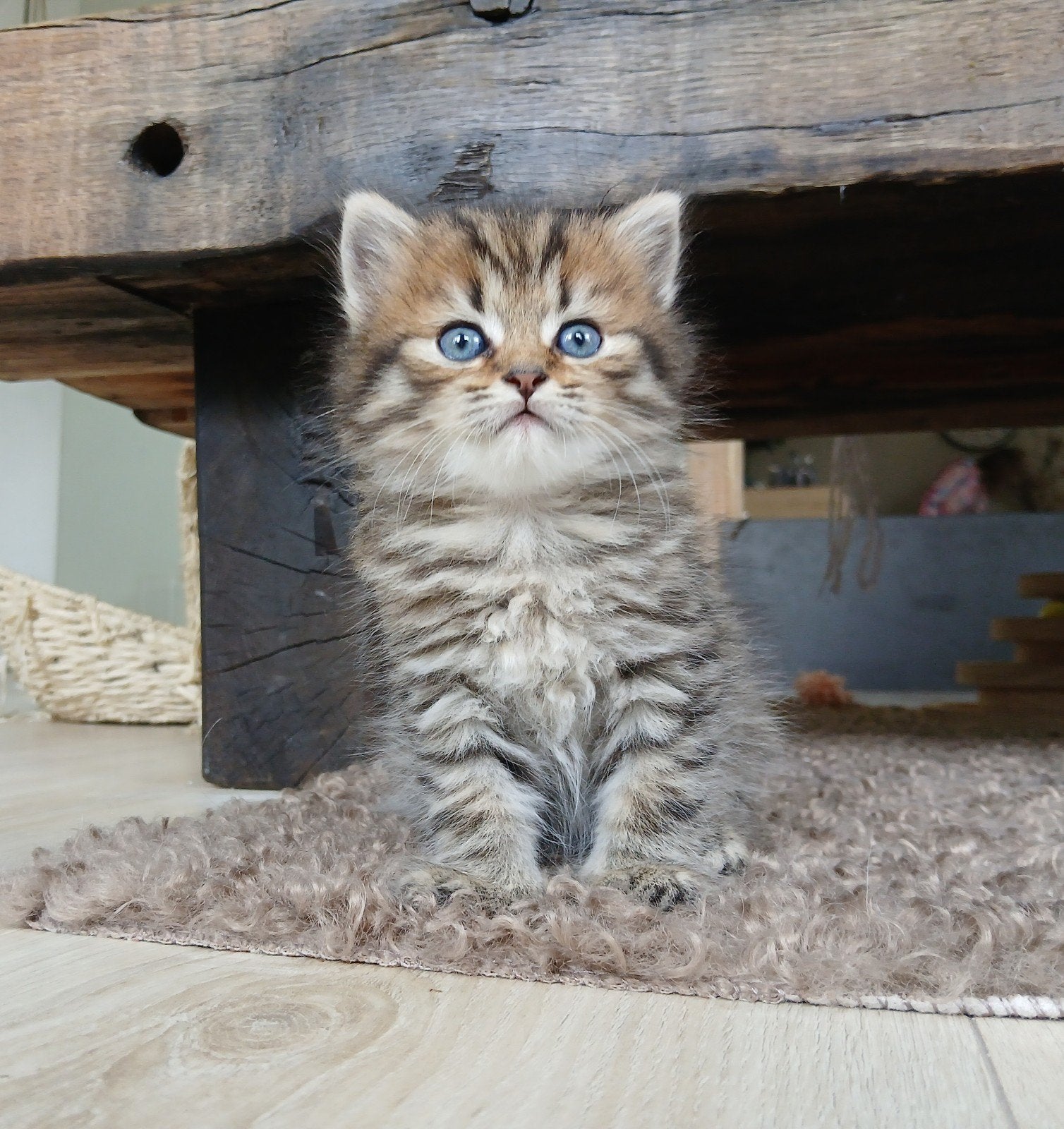 Pers x Pers/Ragdoll, Dieren en Toebehoren, Katten en Kittens | Raskatten | Langhaar, Kater