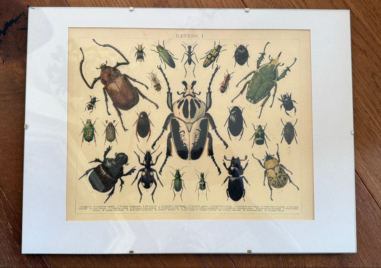 Vintage Kevers I. Insecten Print - Ingelijst, Ophalen