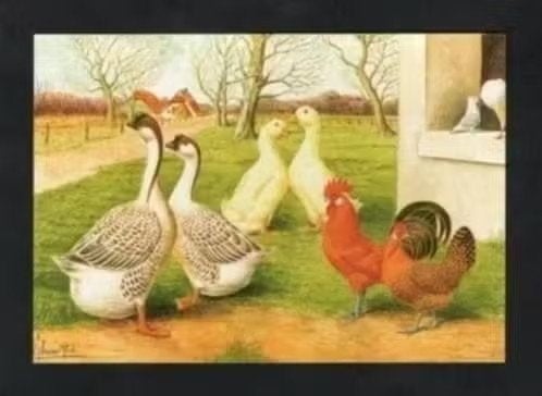 Pluimvee Kippen Ganzen Eenden Duiven Boerderij, Van Gink, Ophalen of Verzenden, 1980 tot heden, Ongelopen, Vogel