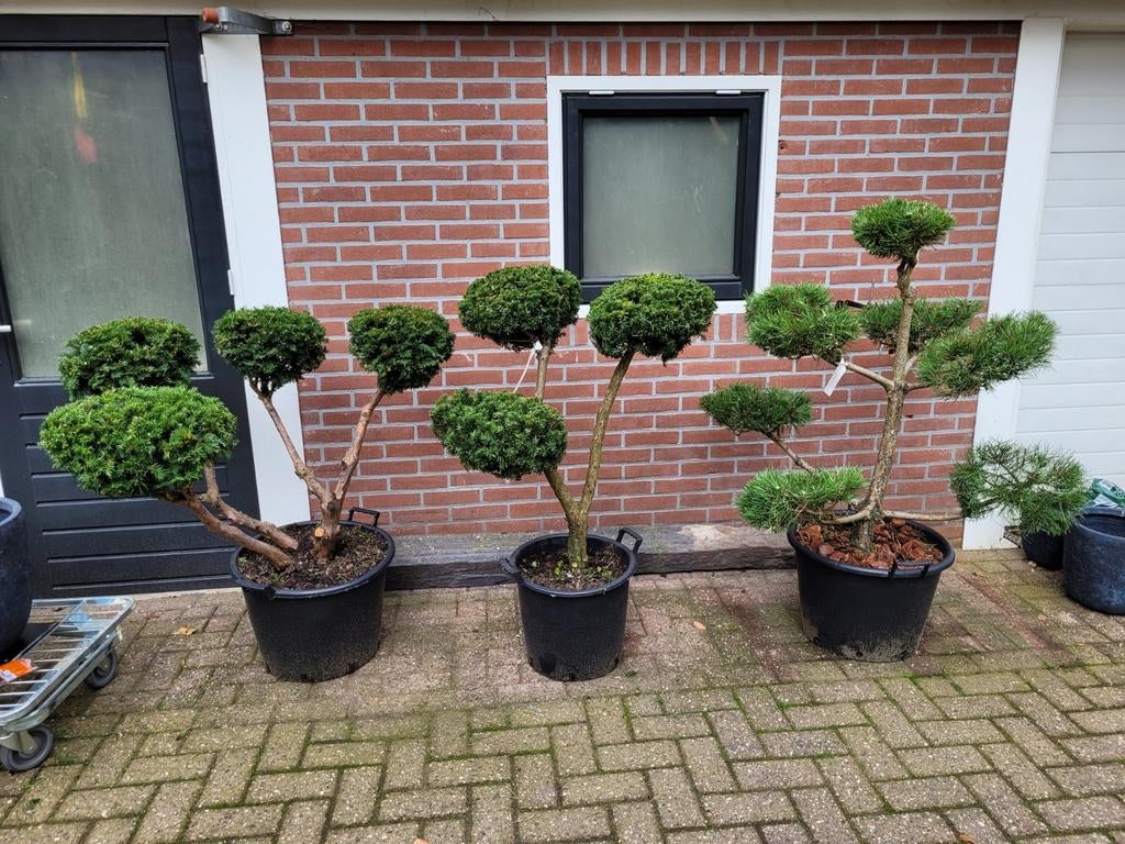 Prachtige Taxus Vormsnoei - Oude Bomen, Vaste plant, Bloeit niet, Halfschaduw, Ophalen