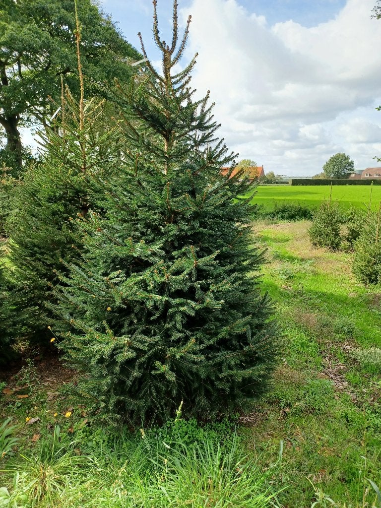 kerstbomen Picea Abies 250/300, Ophalen, Volle zon, Overige soorten, 250 tot 400 cm
