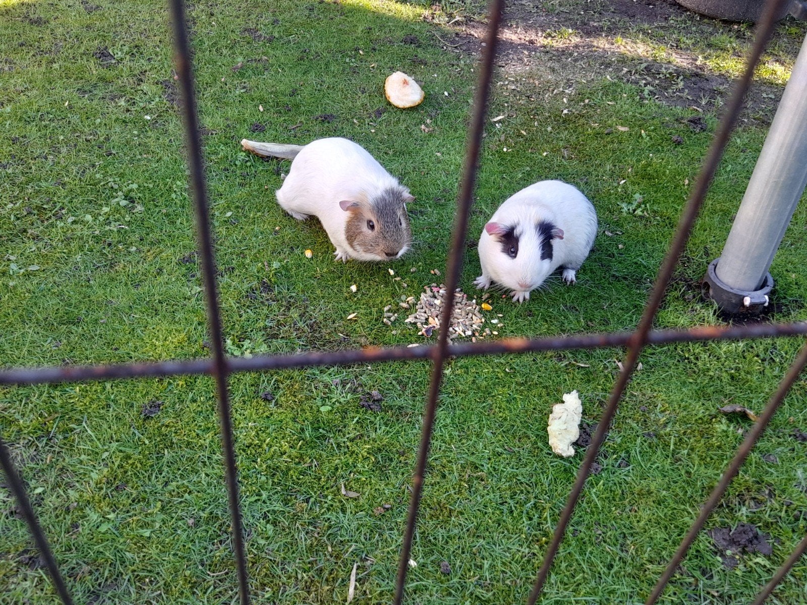 liefdevol huis gezocht voor 3 vrolijke speelse rakkers., Dieren en Toebehoren, Juni, Meerdere dieren, Cavia