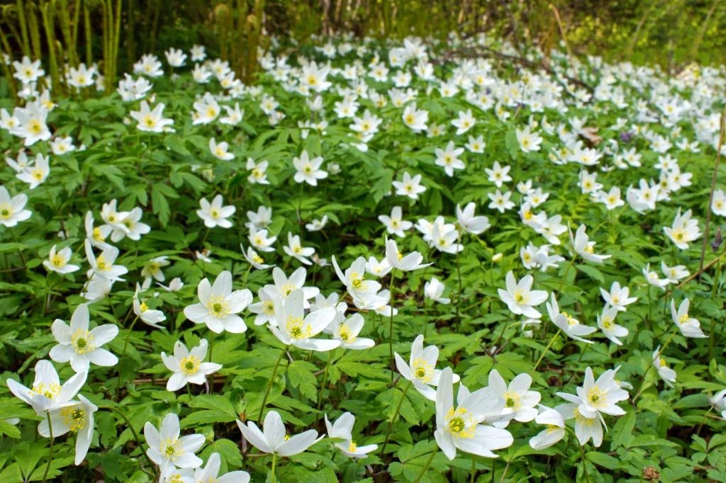 Japanse anemoon tuinplanten, Ophalen of Verzenden, Vaste plant, Overige soorten, Halfschaduw
