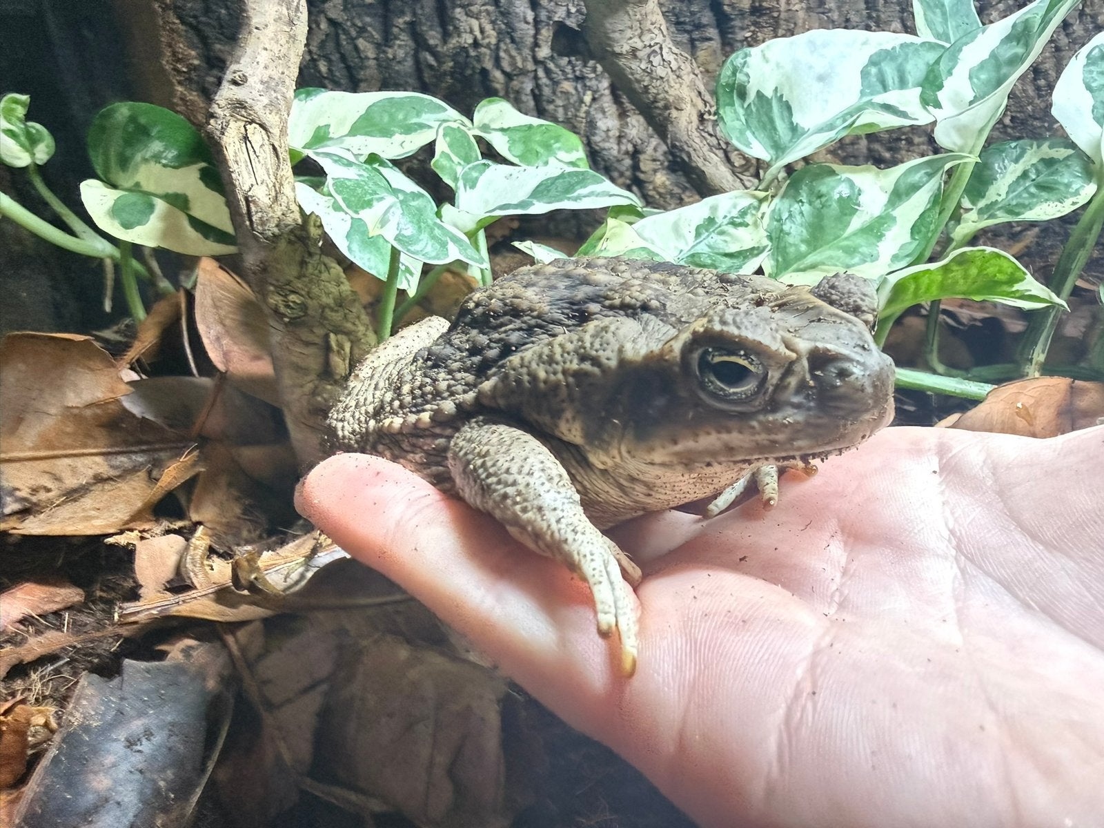 1.3 Rhinella marina - Reuzenpad met of zonder terrarium, Amfibie, Met terrarium, 0 tot 2 jaar