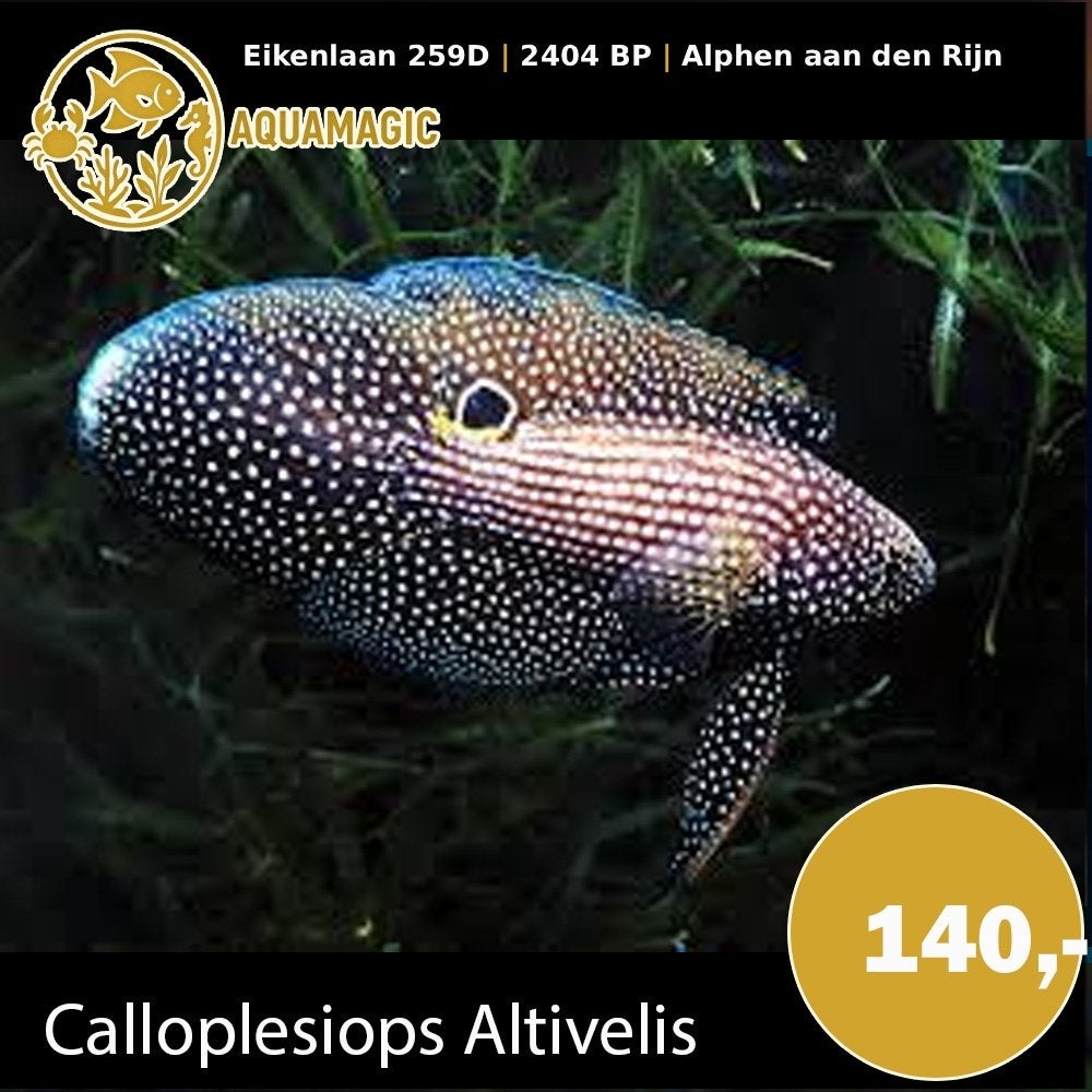 calloplesiops altivelis, Vis, Zoutwatervis