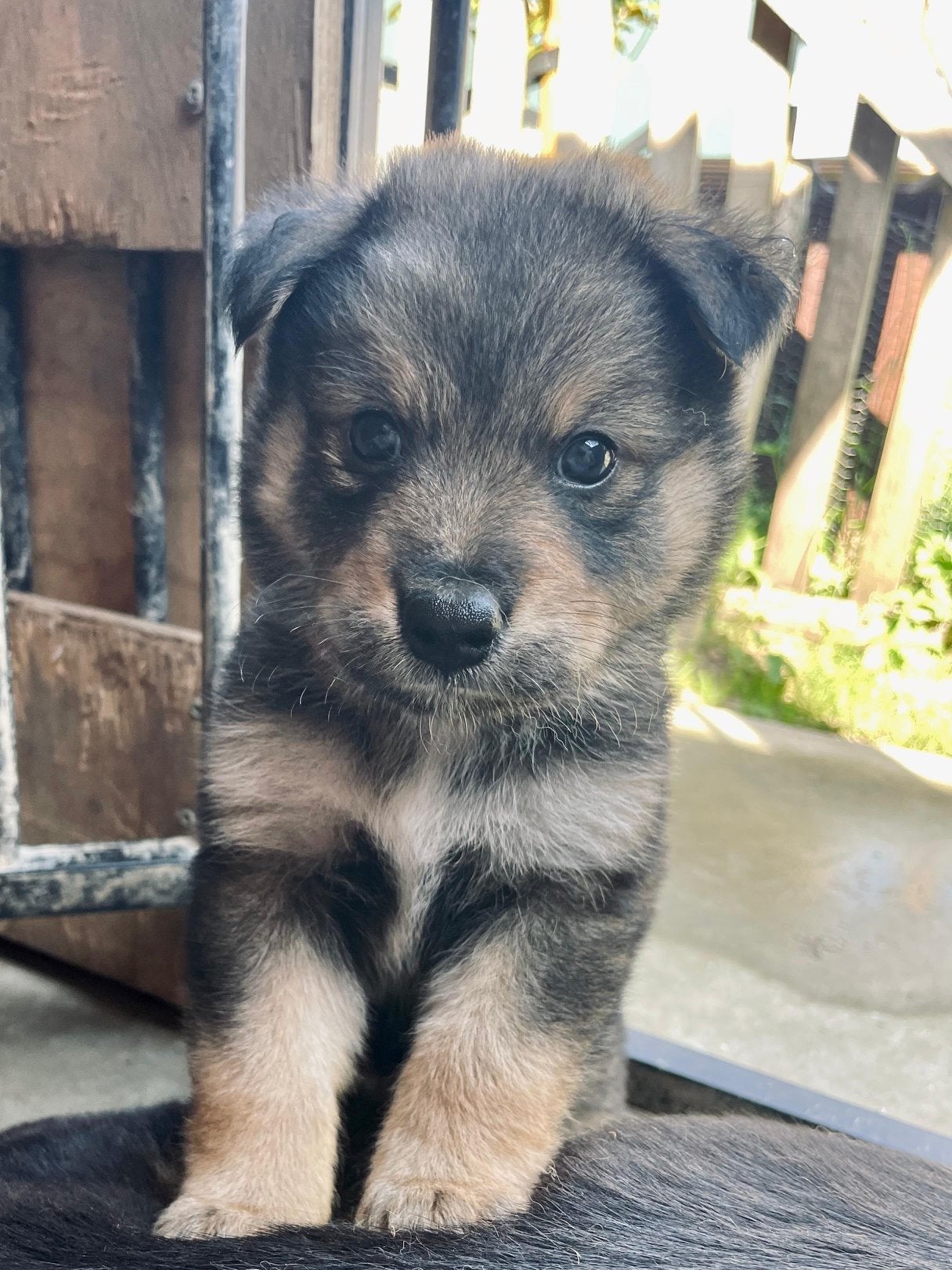 Pup reu Eurasiër / Herdermix, Parvo, Overige rassen, 8 tot 15 weken, Meerdere