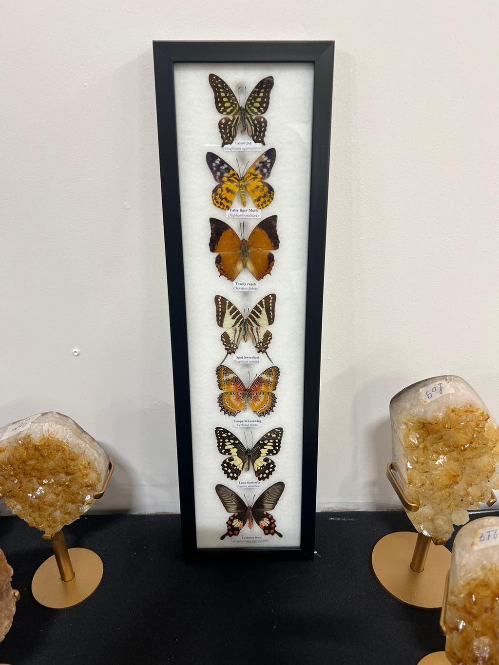 Opgezette vlinders in lijst, Ophalen of Verzenden, Nieuw, Insect, Opgezet dier