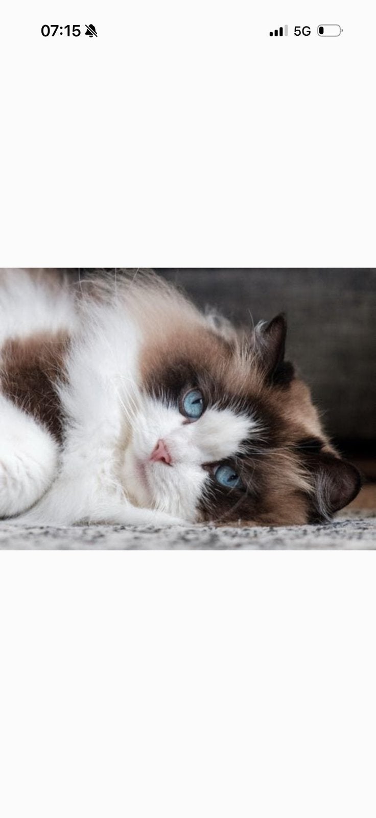Ragdoll beer, Dieren en Toebehoren, Katten en Kittens | Dekkaters