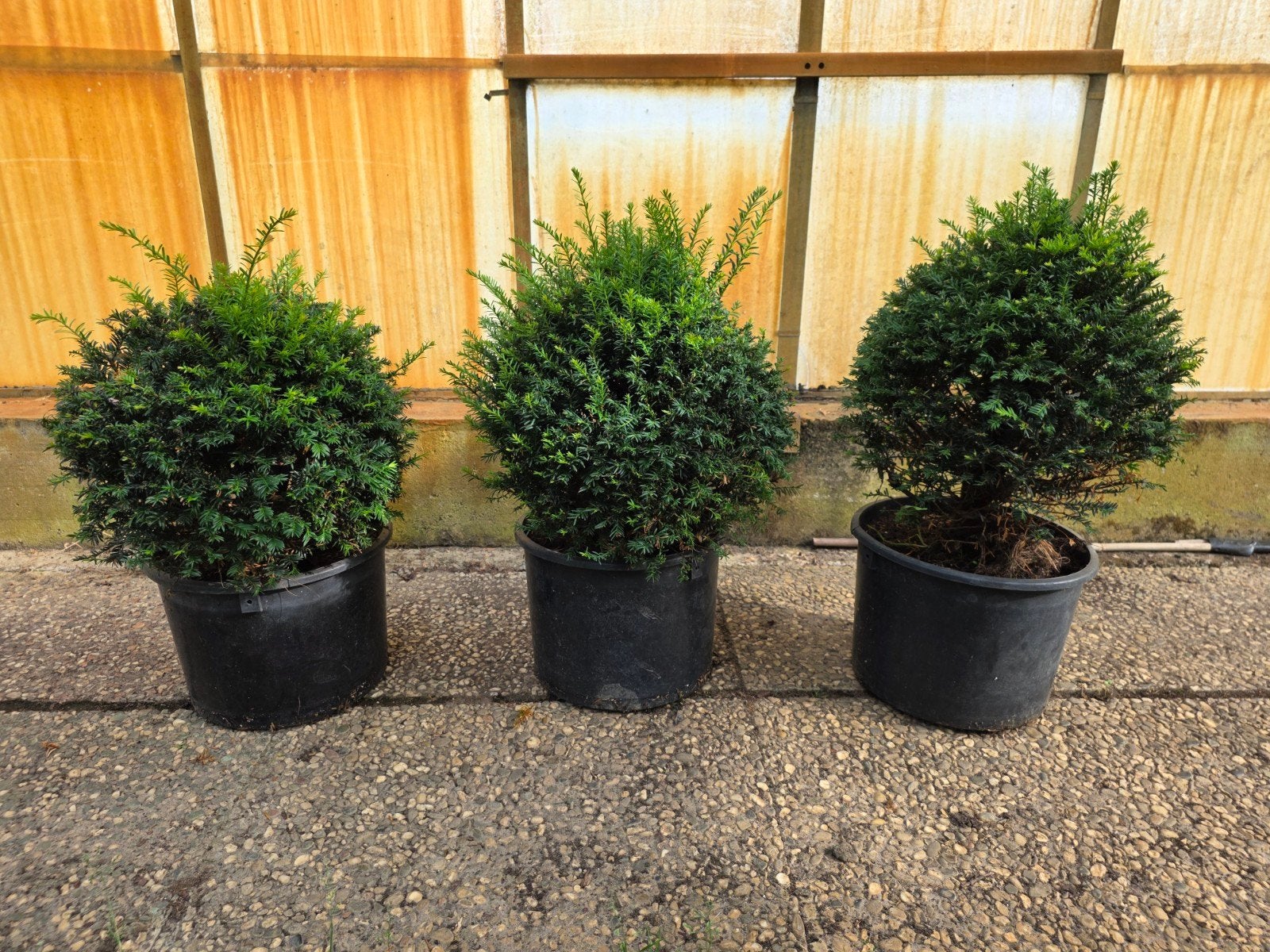 3 Taxus Bollen 40cm - Perfect voor Tuin en Terras, Vaste plant, Bloeit niet, Halfschaduw, Ophalen