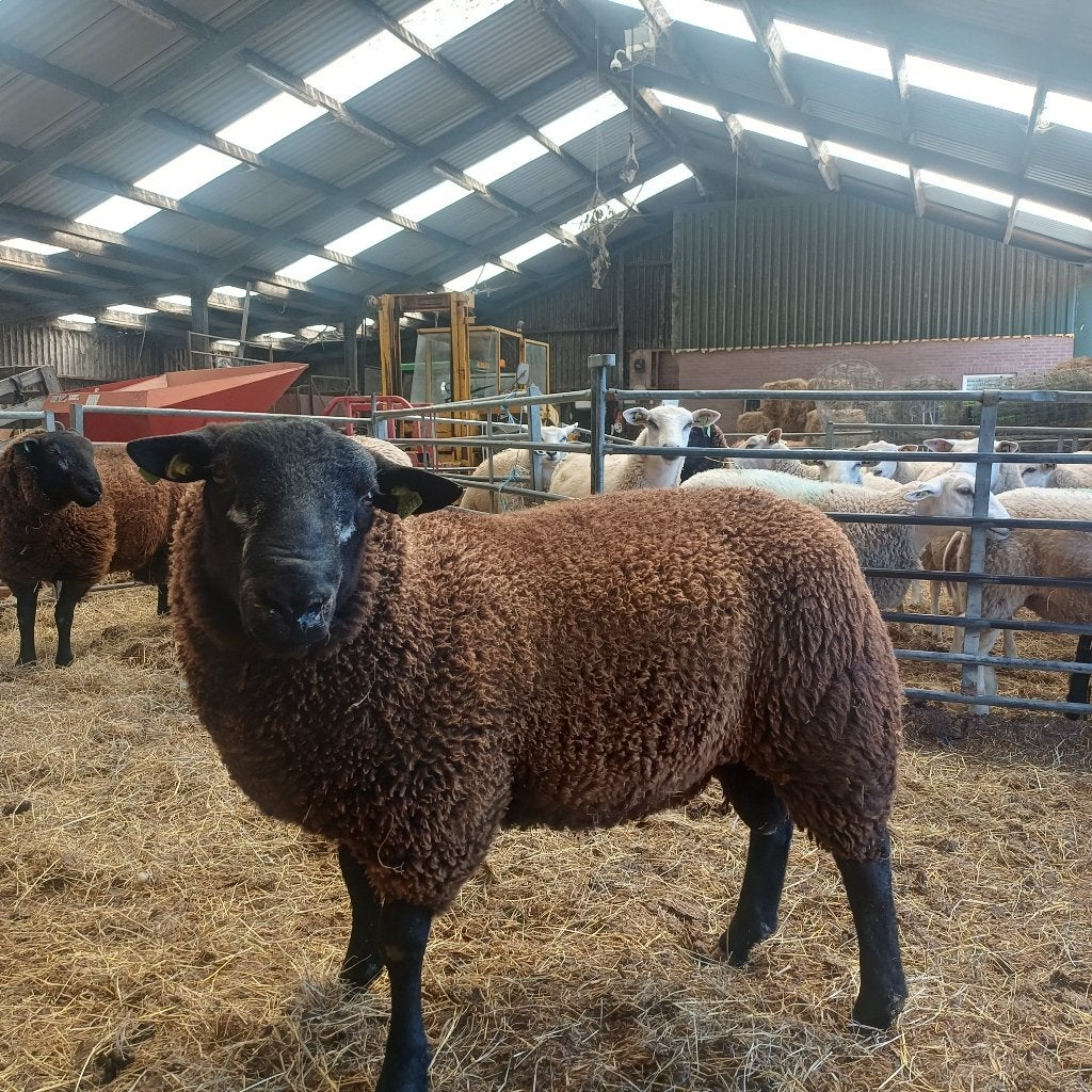 Swifter Dekrammen, Dieren en Toebehoren, Schapen, Geiten en Varkens, Mannelijk, Schaap, 0 tot 2 jaar
