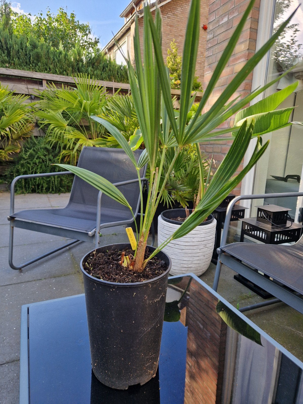 Trachycarpus fortunei x nanus hybride, Ophalen of Verzenden, Overige soorten, Volle zon
