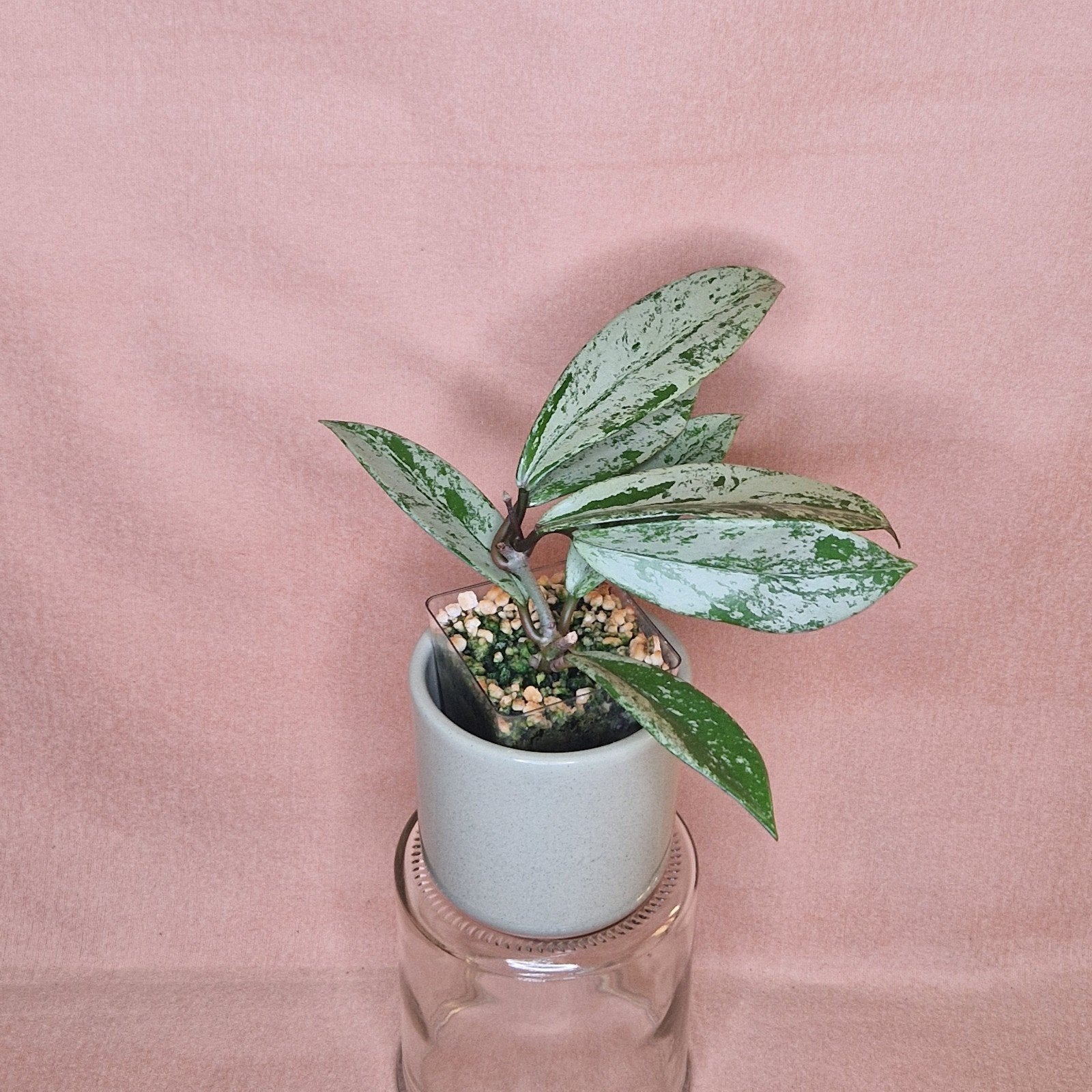 Hoya Pubicalyx Pink Silver Ghost, Huis en Inrichting, Verzenden, Overige soorten, Halfschaduw, Minder dan 100 cm