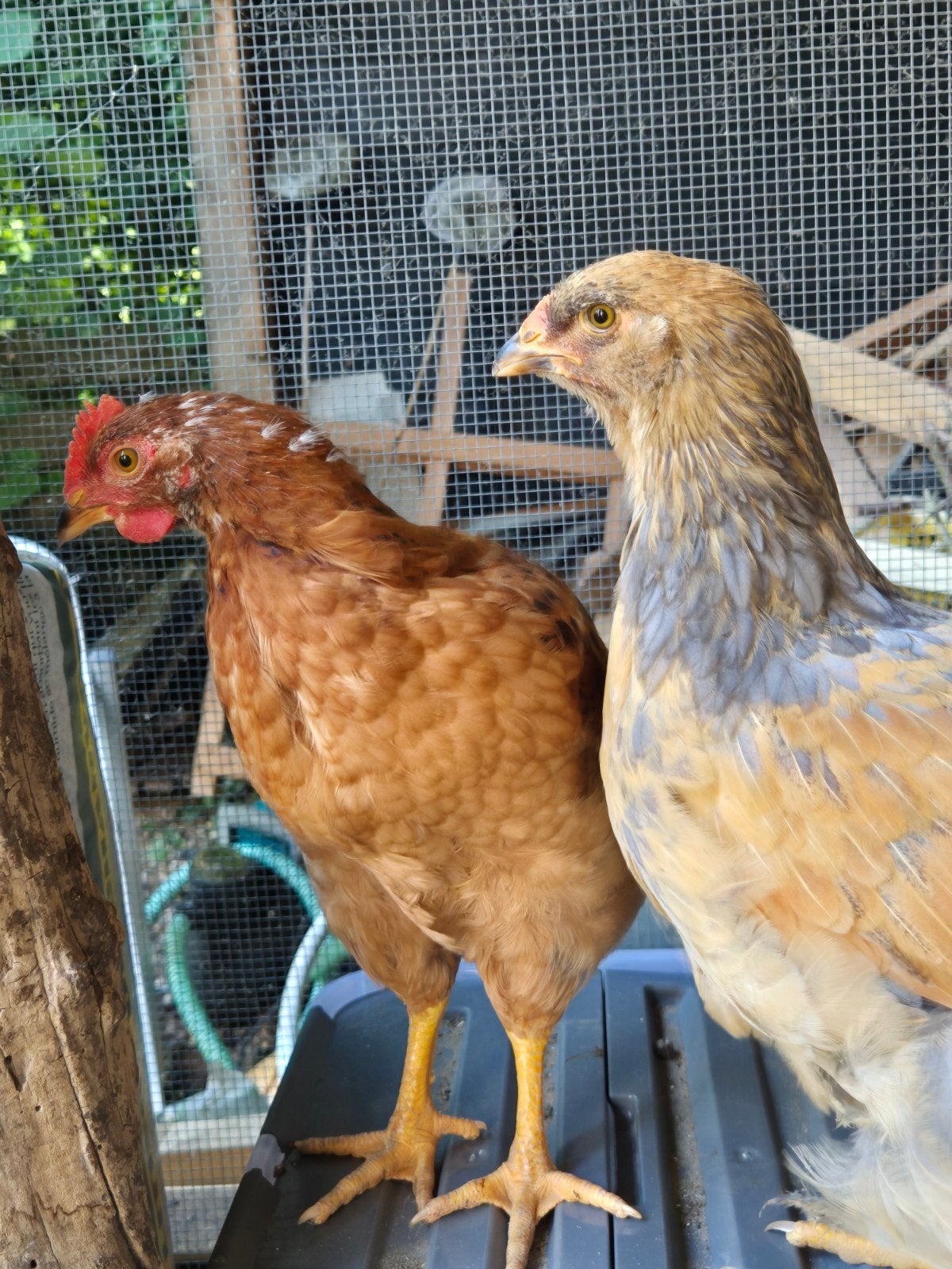 Haan Isa brown/bruine legkip Kees, Mannelijk, Kip