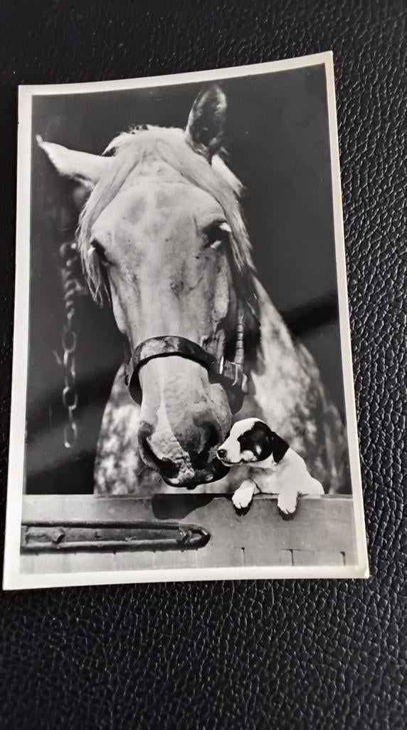 Vintage foto: Paard en puppy - 'Echte Foto', Ophalen of Verzenden, 1940 tot 1960, Ongelopen, Overig Europa