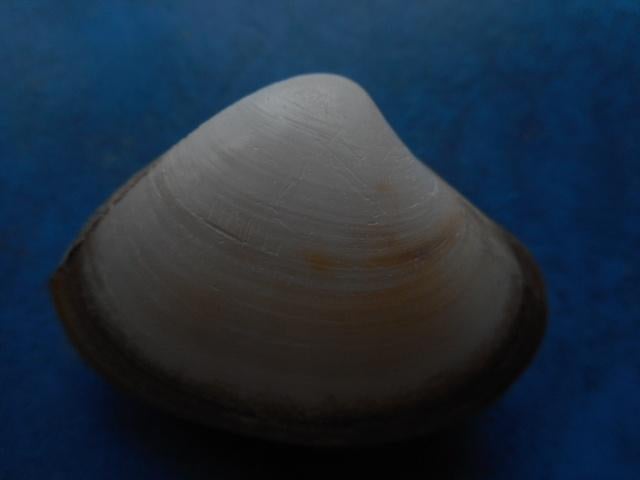 Schelpen: Scissodesma nitida Gmelin f++/gem 40-54mm, Verzenden, Schelp(en)