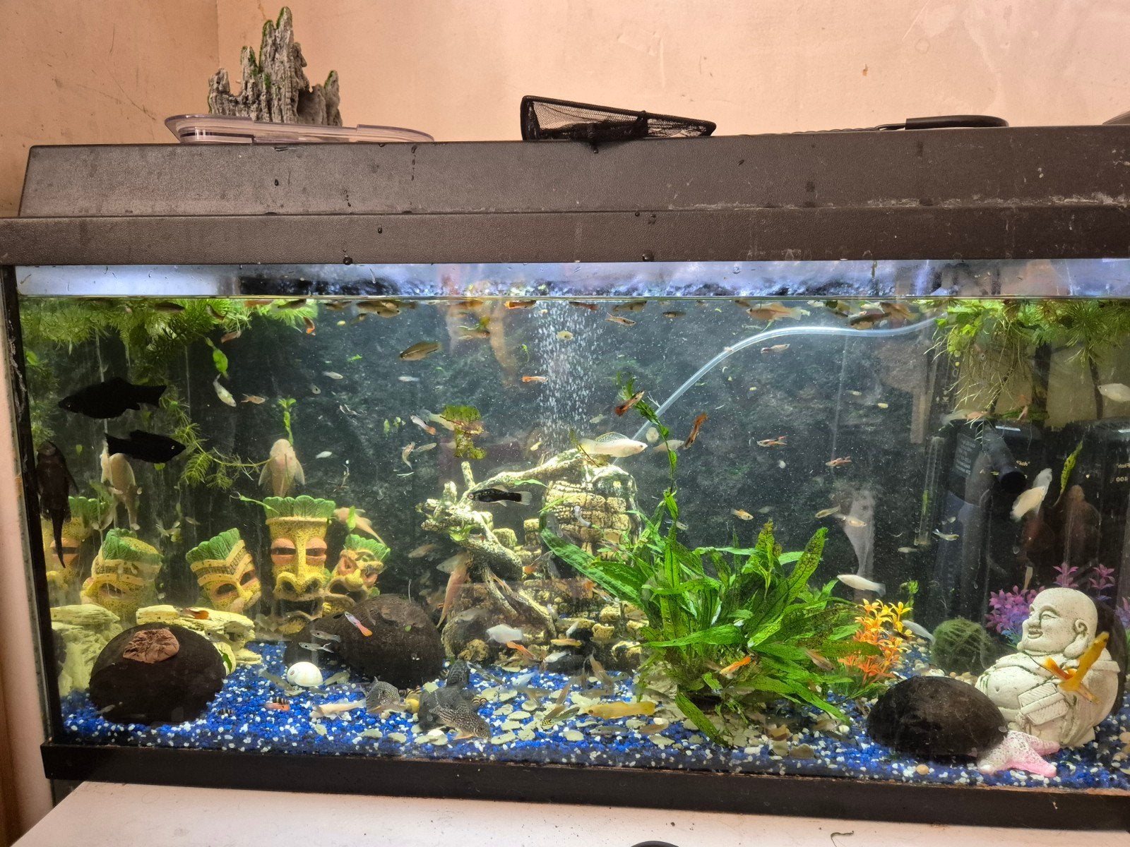 gezocht aquarium planten, Ophalen, Plant(en), Steen of Hout