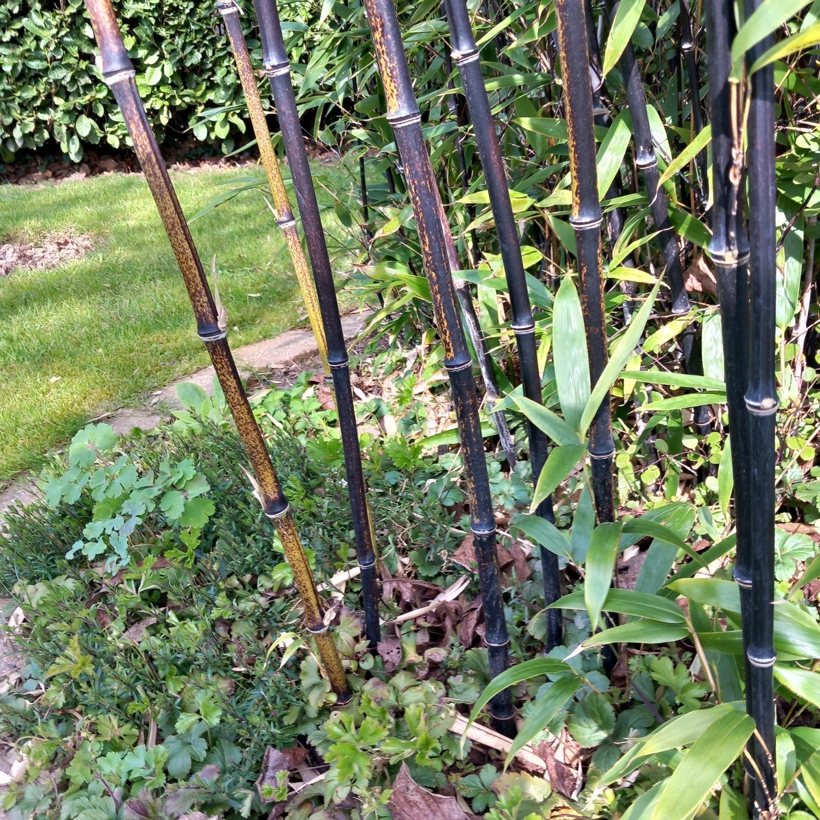 Zwarte bamboe stekken (3,5-4m hoog, dikke stelen), Tuin en Terras, Overige soorten, Volle zon, Vaste plant, Ophalen of Verzenden