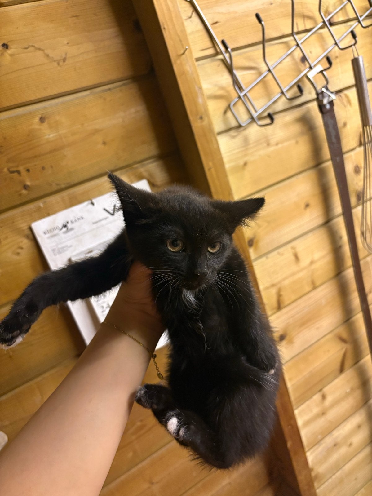 Kitten, Poes