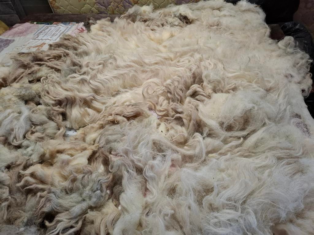 Ruwe vacht Herdwick schaap, wit, Ophalen of Verzenden, Nieuw, Spinwol