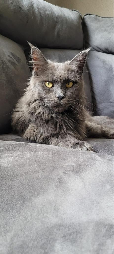 Maine Coon dame 5 jaar zoekt goude mandje, Poes, Met stamboom