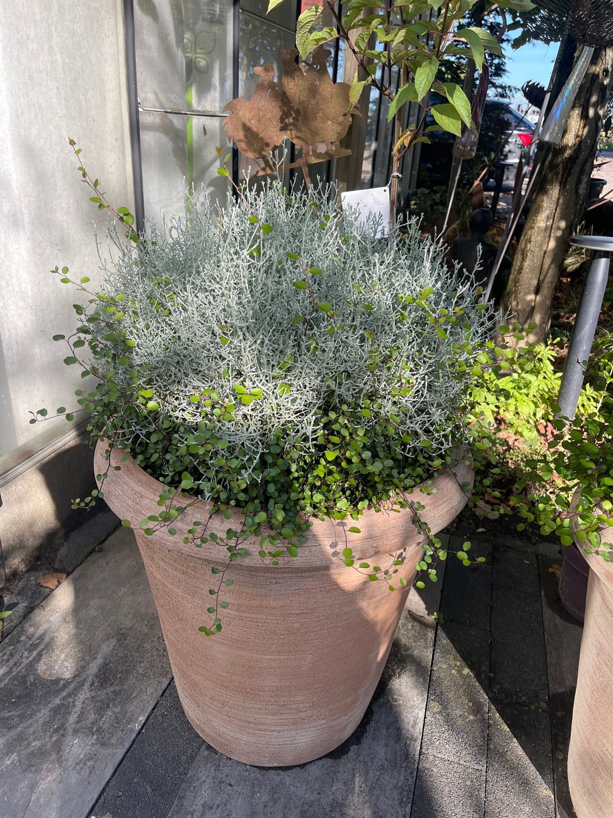 Leucothoe en Muehlenbeckia €24,95