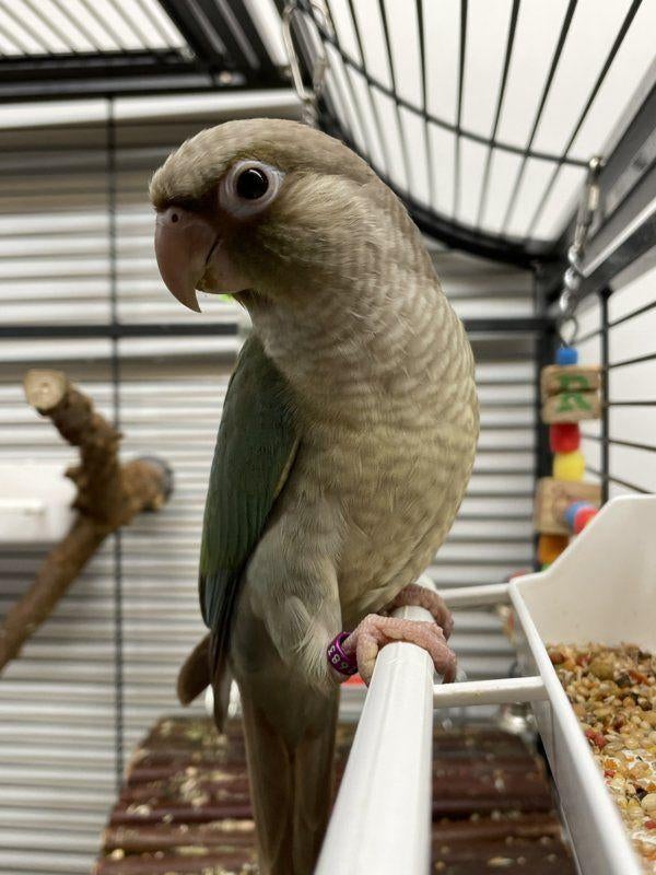 Jonge Baby Pyrrhura´s | Handtam | Nieuwsgierig | Div. Kleure, Dieren en Toebehoren, Meerdere dieren, Parkiet, Pratend