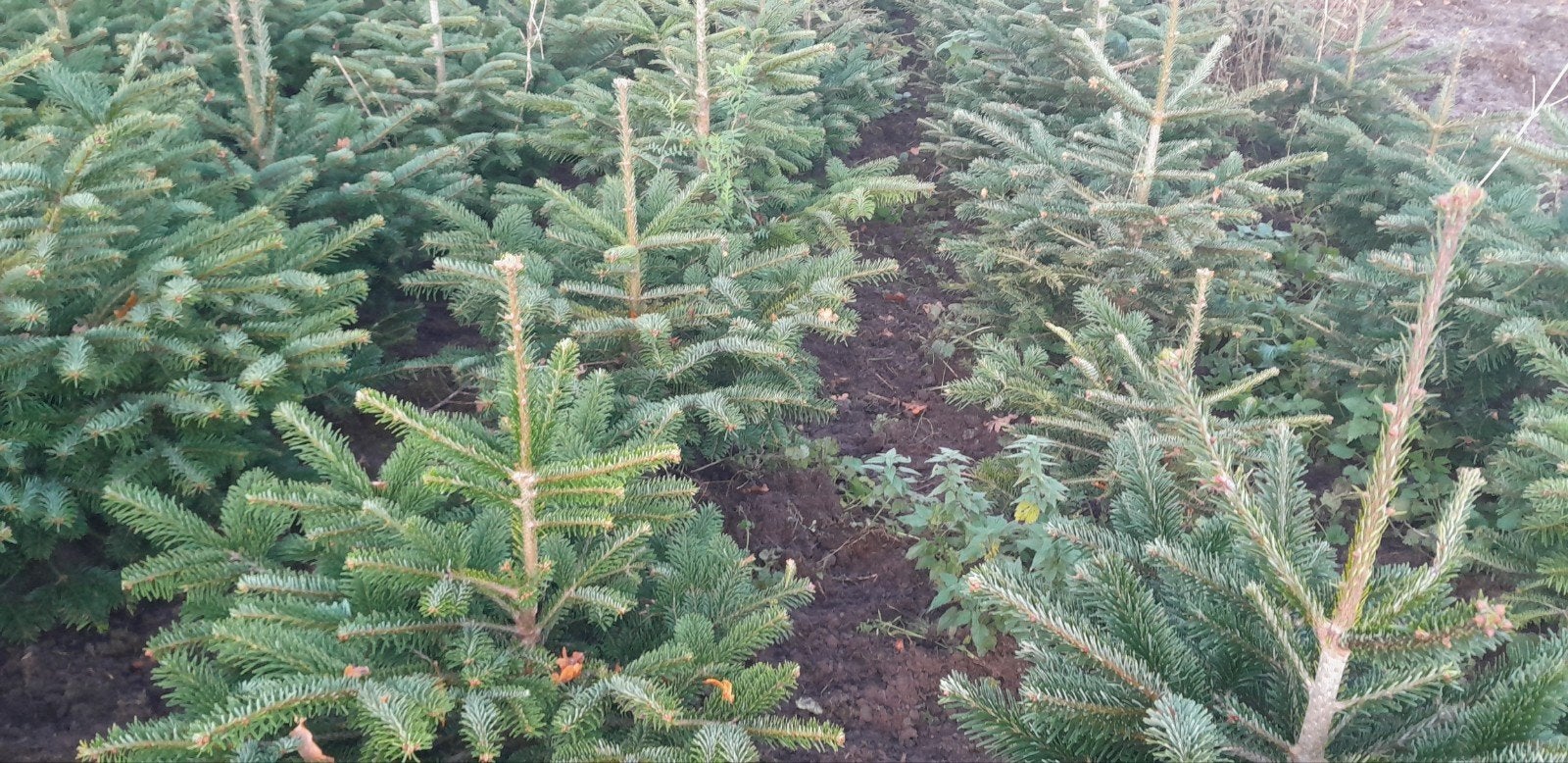 Kerstbomen, Nordmann, Omorica's, conica, Ophalen, 100 tot 250 cm