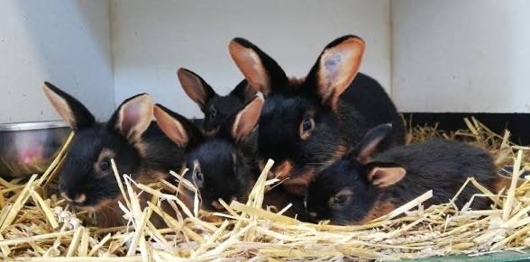 Black and Tan, Fee Tan konijnen, Dieren en Toebehoren, Meerdere dieren, Middelgroot, 0 tot 2 jaar