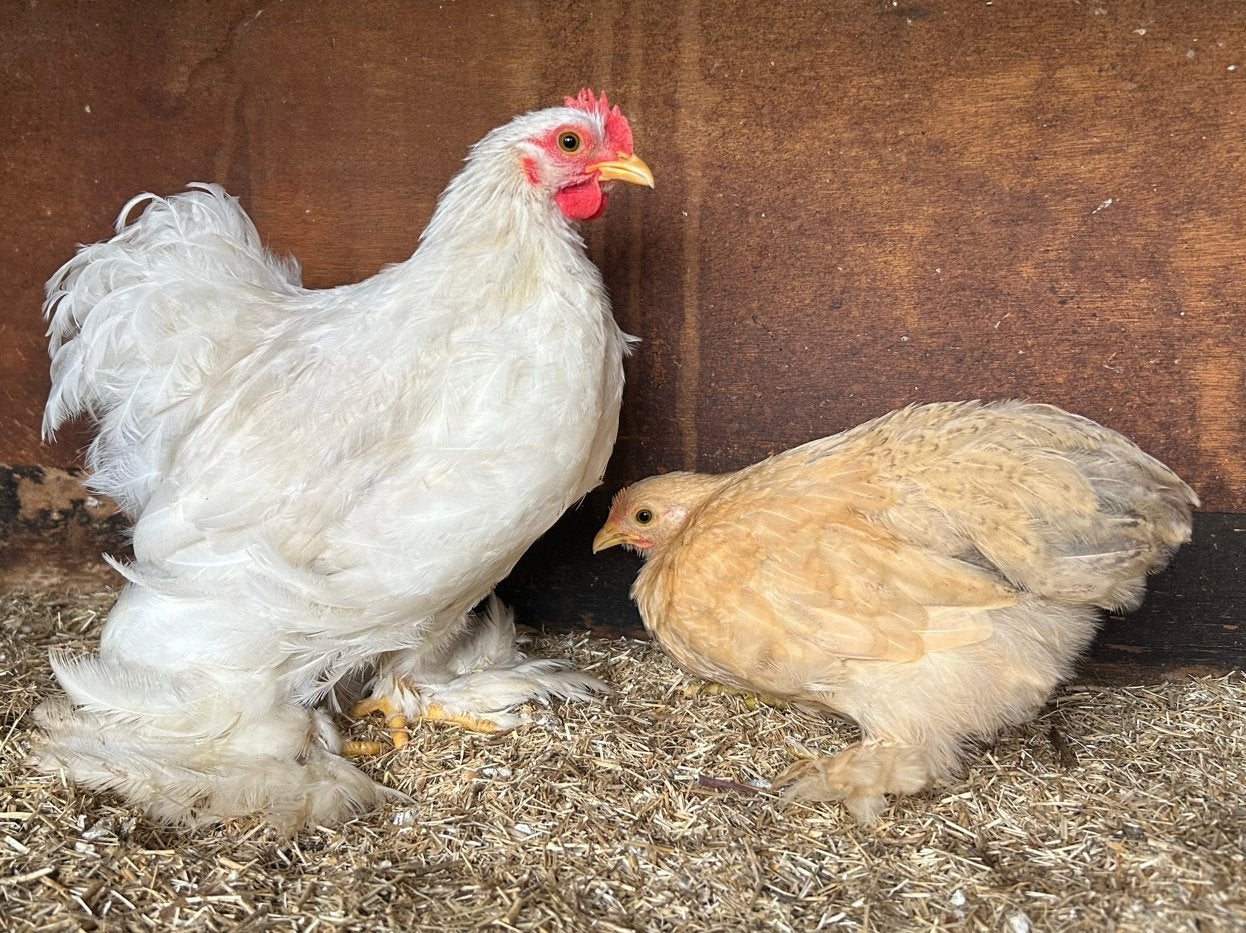 Cochin kriel duo, Dieren en Toebehoren, Pluimvee, Kip, Meerdere dieren