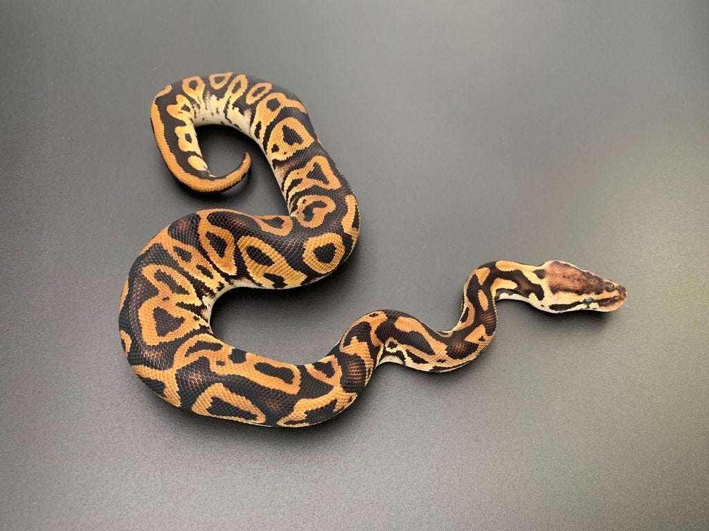1.0 leopard pastel 66% DH genetic stripe/clown python regius Ball Python photo 3