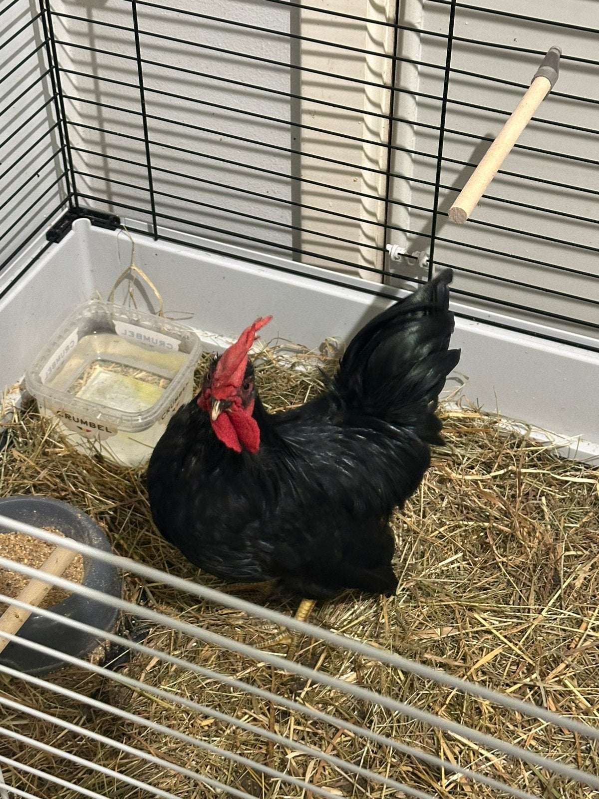 Lieve chabo haan gratis, Dieren en Toebehoren, Mannelijk, Kip