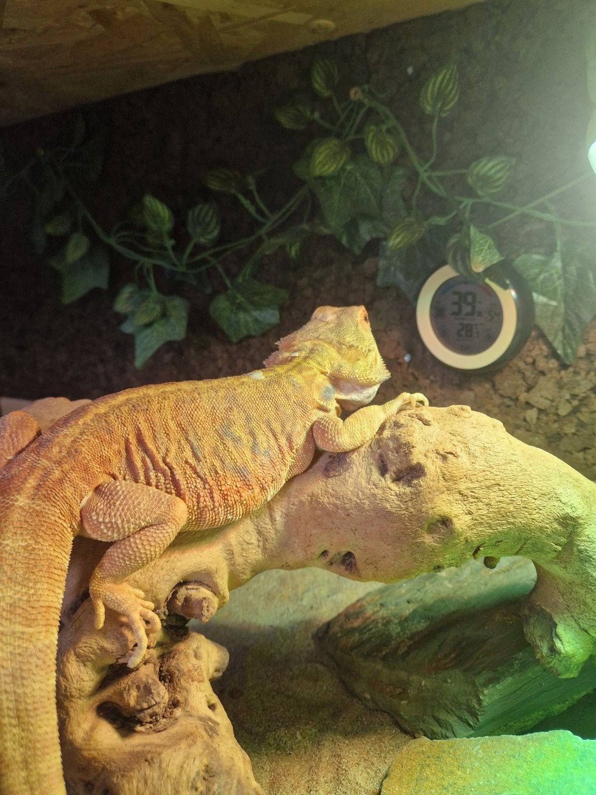 Baardagaam met terrarium en toebehoren Bearded Dragon - female for sale from Luuk