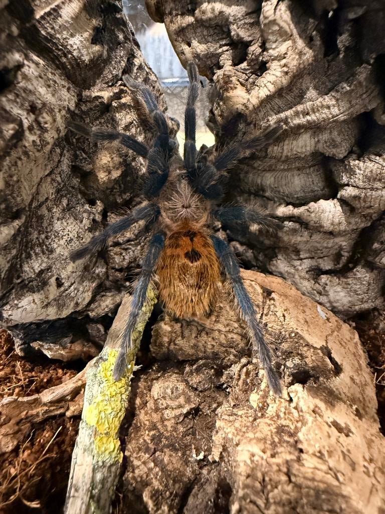 Chromatopelma cyaneopubescens