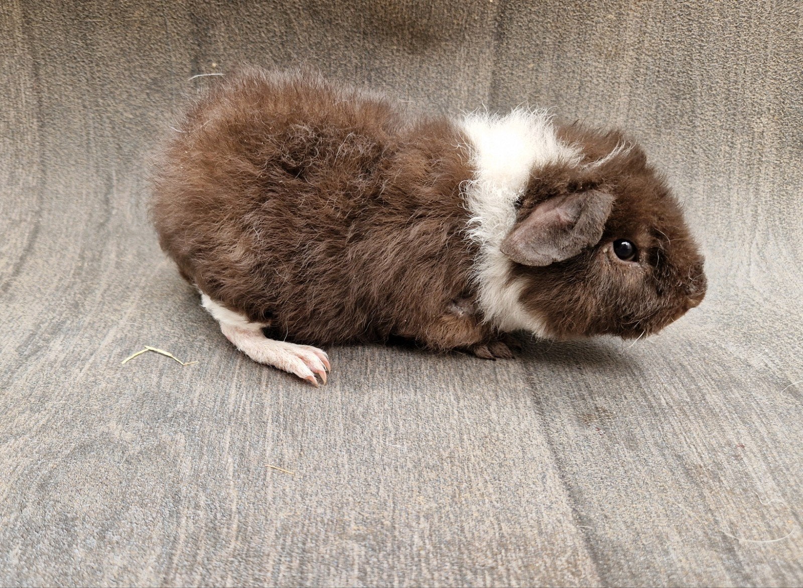 Cavia us-teddy beertjes, Dieren en Toebehoren, Knaagdieren, Cavia, April, Mannelijk, Tam