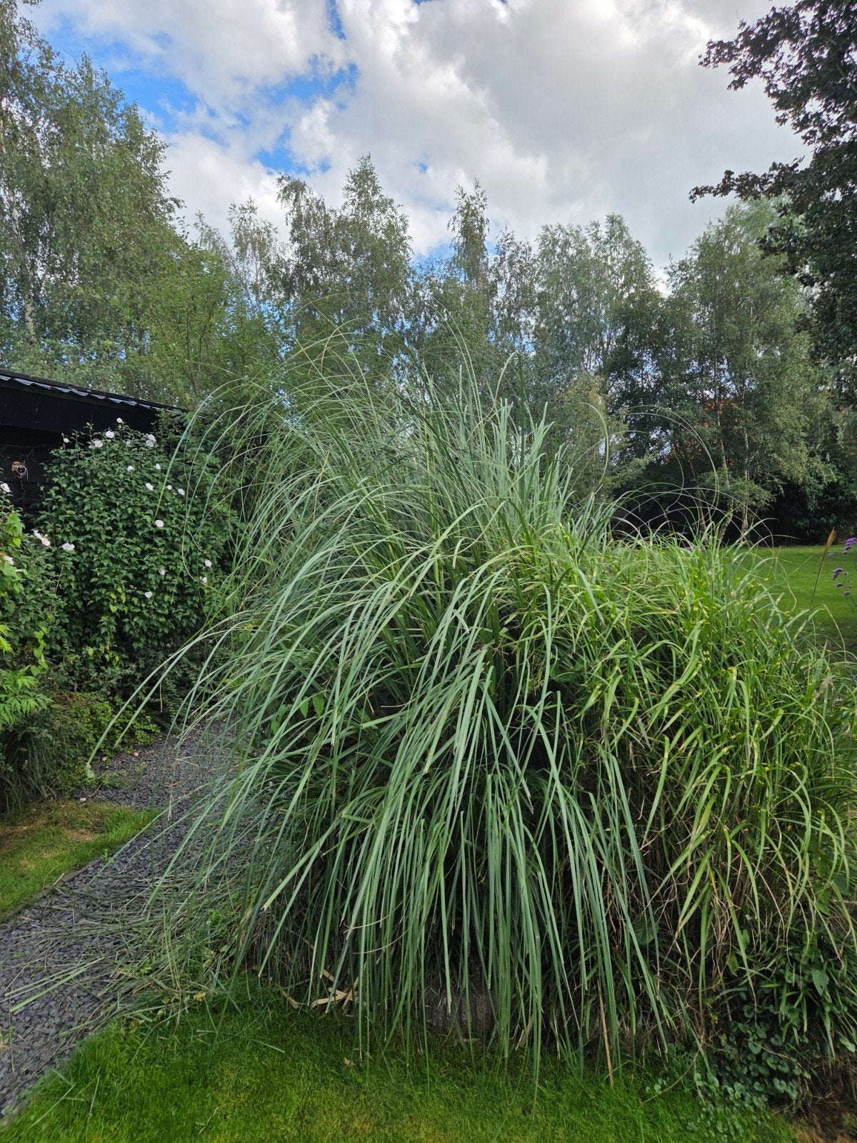 Groot pampas gras, Tuin en Terras, Ophalen, Volle zon, Vaste plant, Siergrassen