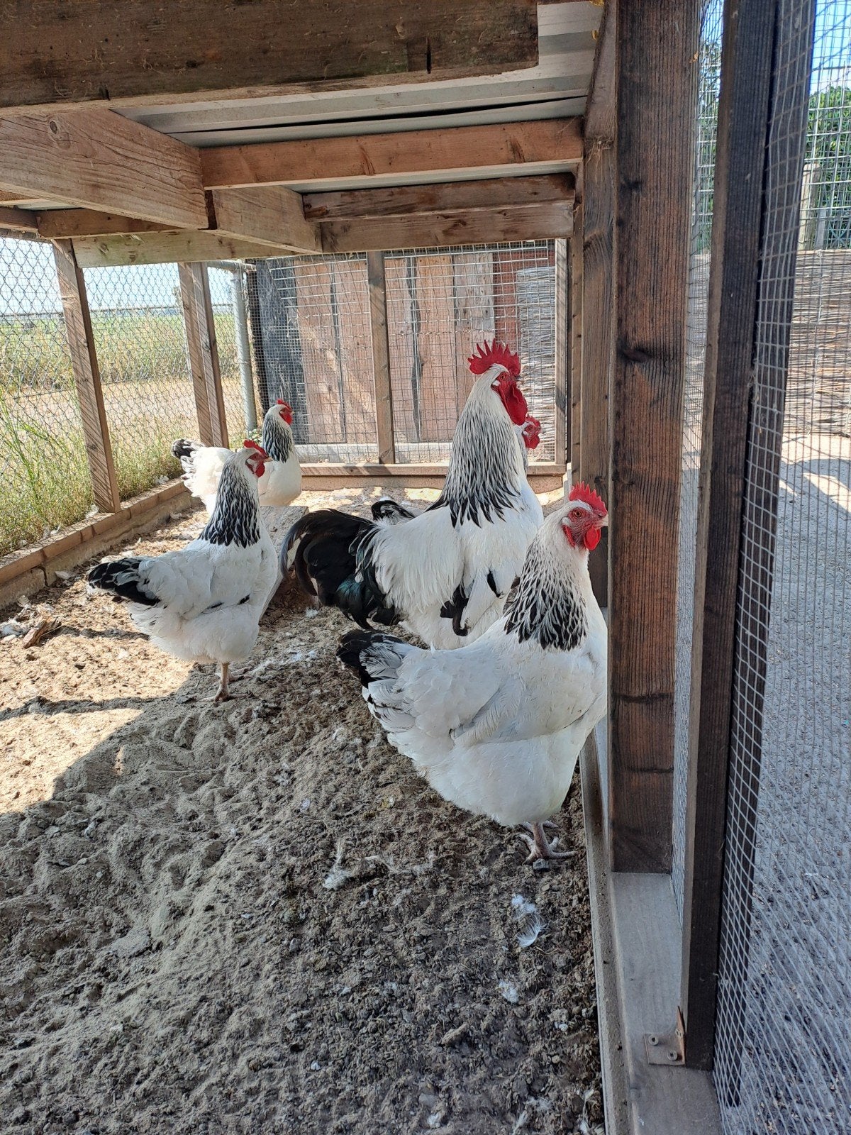 sussex broedeieren, Dieren en Toebehoren, Pluimvee, Geslacht onbekend, Kip