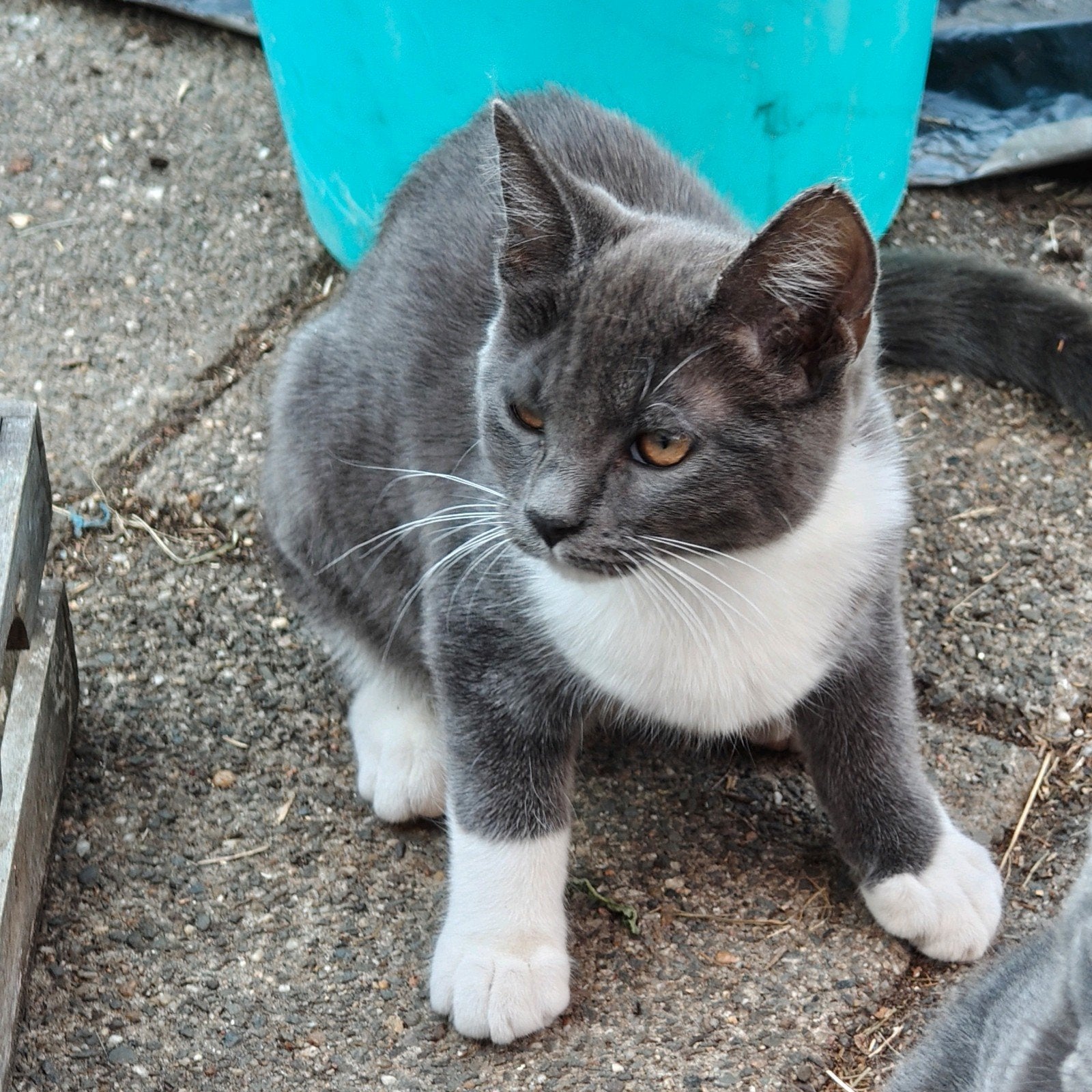 3 lieve kittens aangeboden. x Main coon, Meerdere dieren, Ontwormd, 0 tot 2 jaar