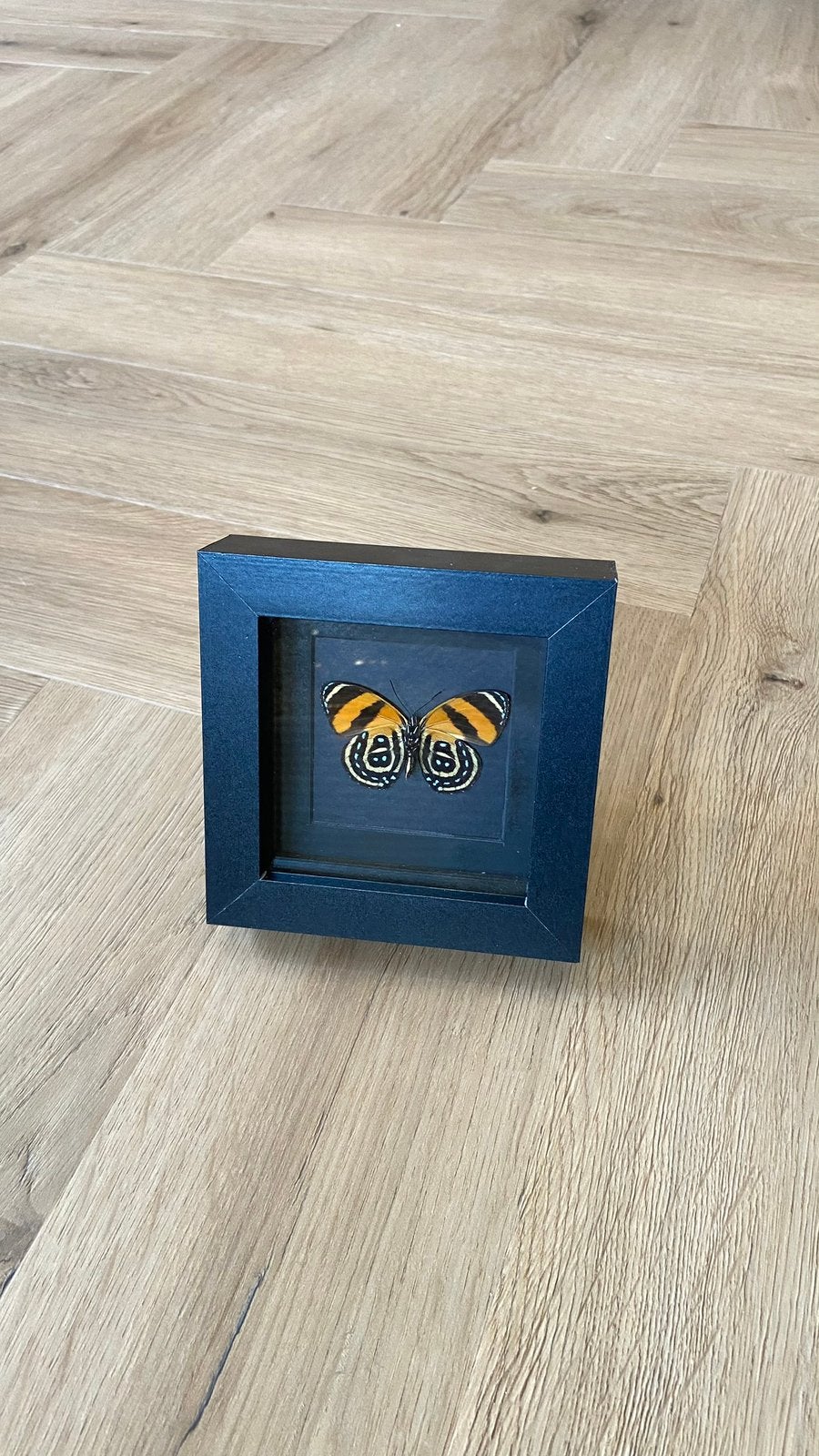 opgezet vlinder taxidermie callicore aegina in 3d lijst, Ophalen of Verzenden, Zo goed als nieuw, Hout, Minder dan 50 cm