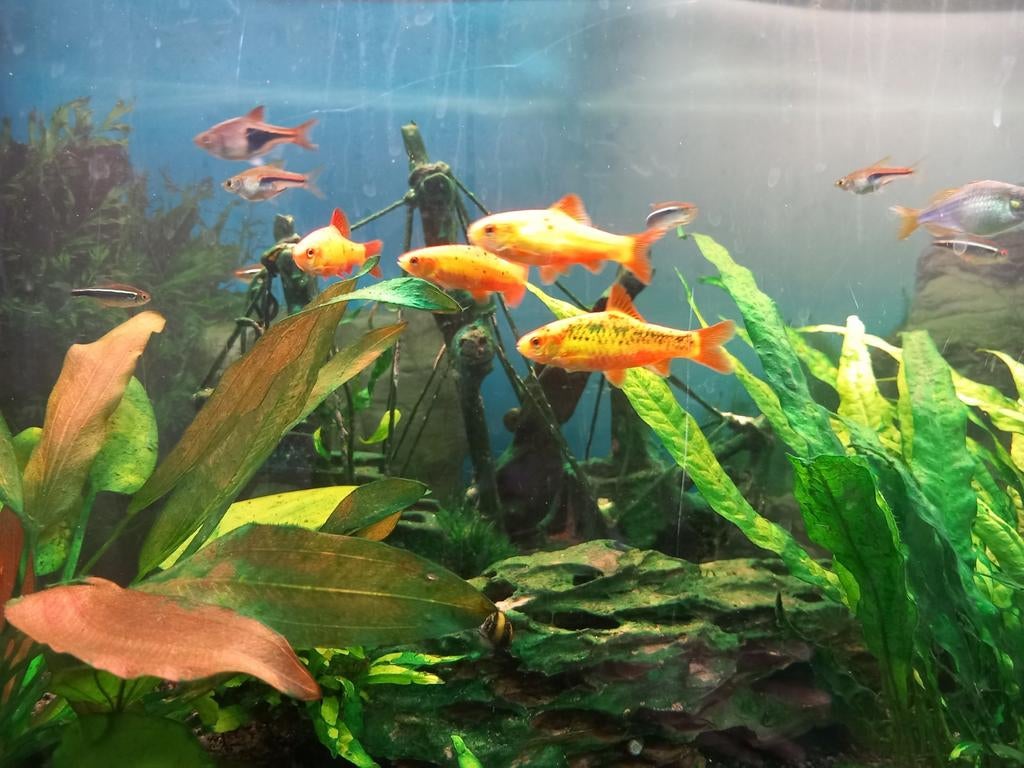 Goudbarbeel  -  Brokaatbarbeel 4 stuks, Dieren en Toebehoren, Vissen | Aquariumvissen, Vis