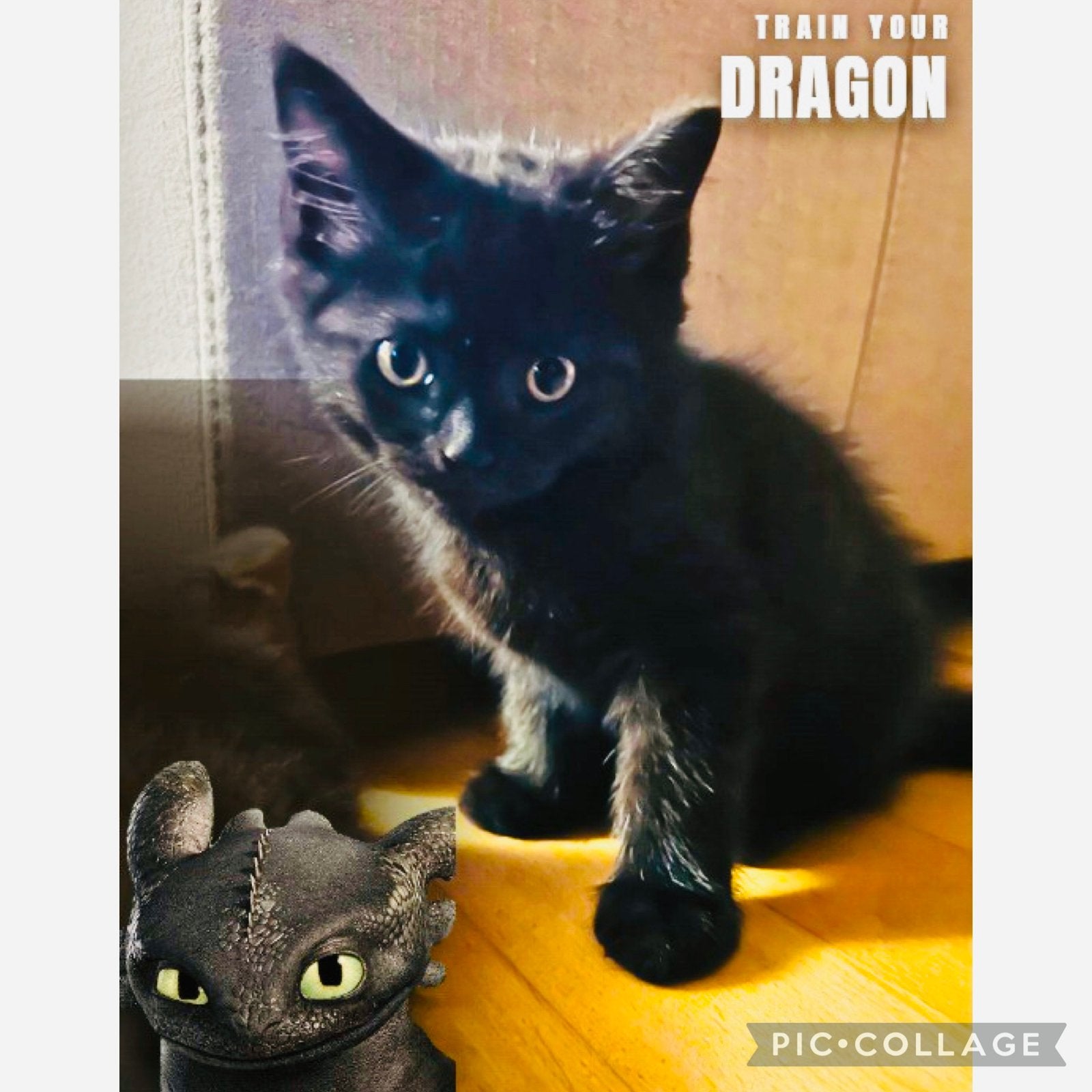 💕 Prachtige half Britse Korthaar kittens! 💕, Meerdere dieren