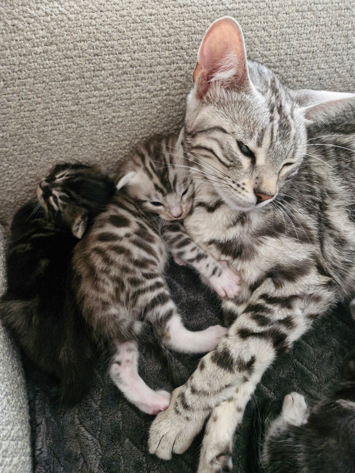 bijzonder mooie kittens, Meerdere dieren