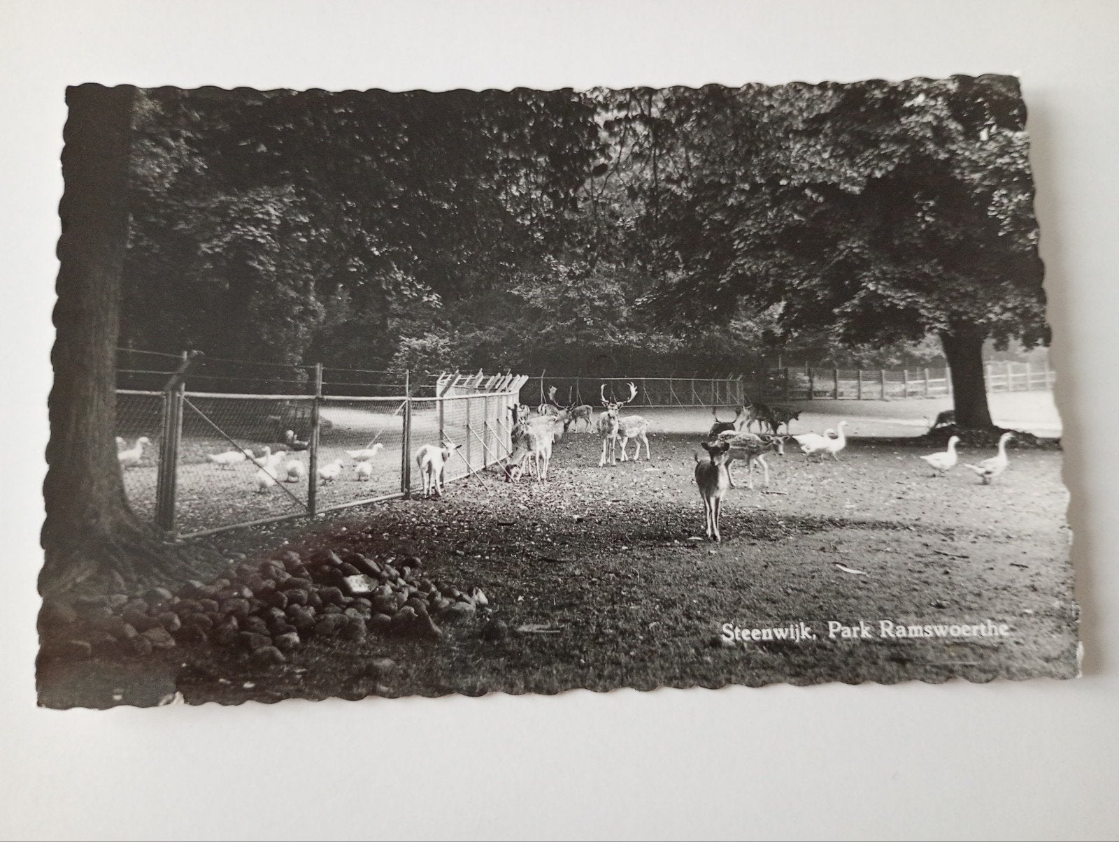 Steenwijk Park Ramswoerthe 1966, Verzamelen, Ophalen of Verzenden, 1960 tot 1980, Gelopen, Overijssel