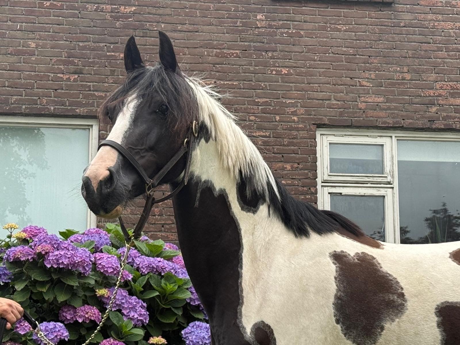 Zeer mooie bonte 6 jarige merrie!, Dieren en Toebehoren, Pony's, Merrie