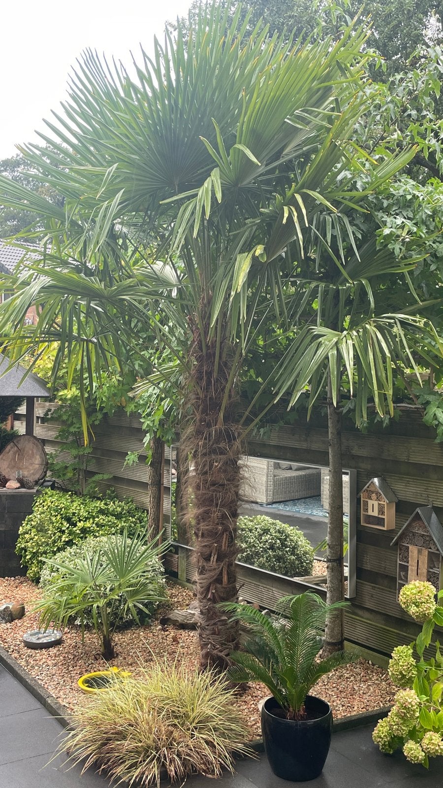 Grote palmboom voor een tropische sfeer in uw tuin, Tuin en Terras, Volle zon, Vaste plant, Bloeit niet, Ophalen