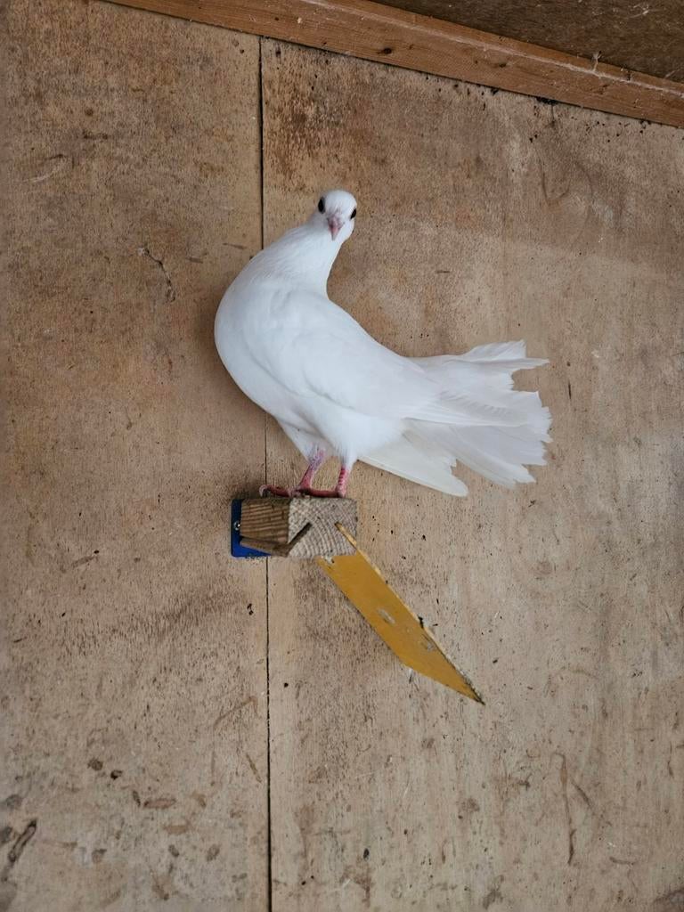 Witte pauwduivin